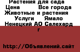 Растения для сада › Цена ­ 200 - Все города Животные и растения » Услуги   . Ямало-Ненецкий АО,Салехард г.